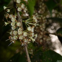 Memecylon rostratum Thwaites